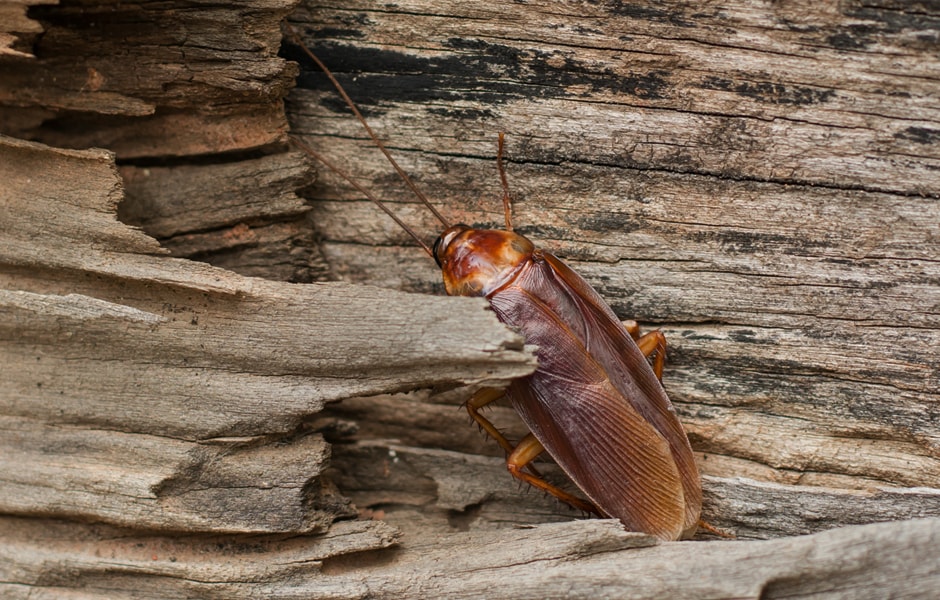 Cockroach-Removal-and-Control-German