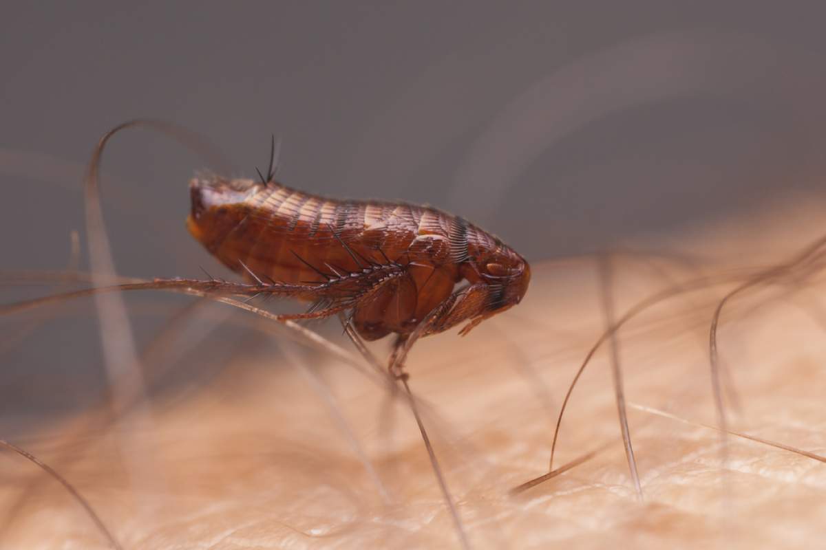 fleas control