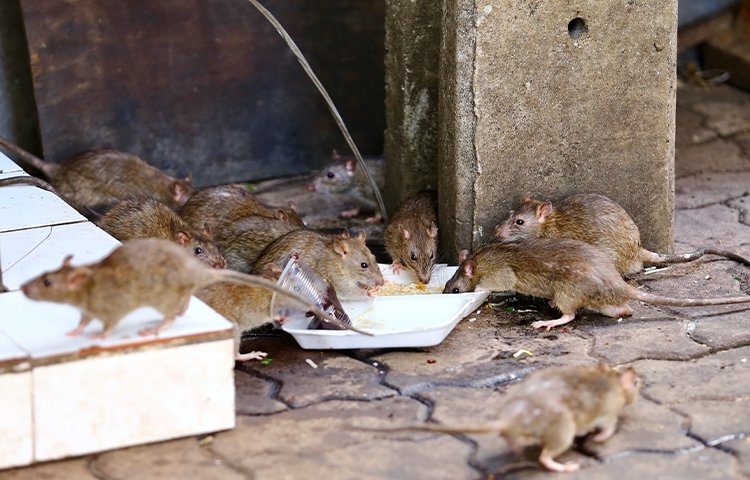 rats
