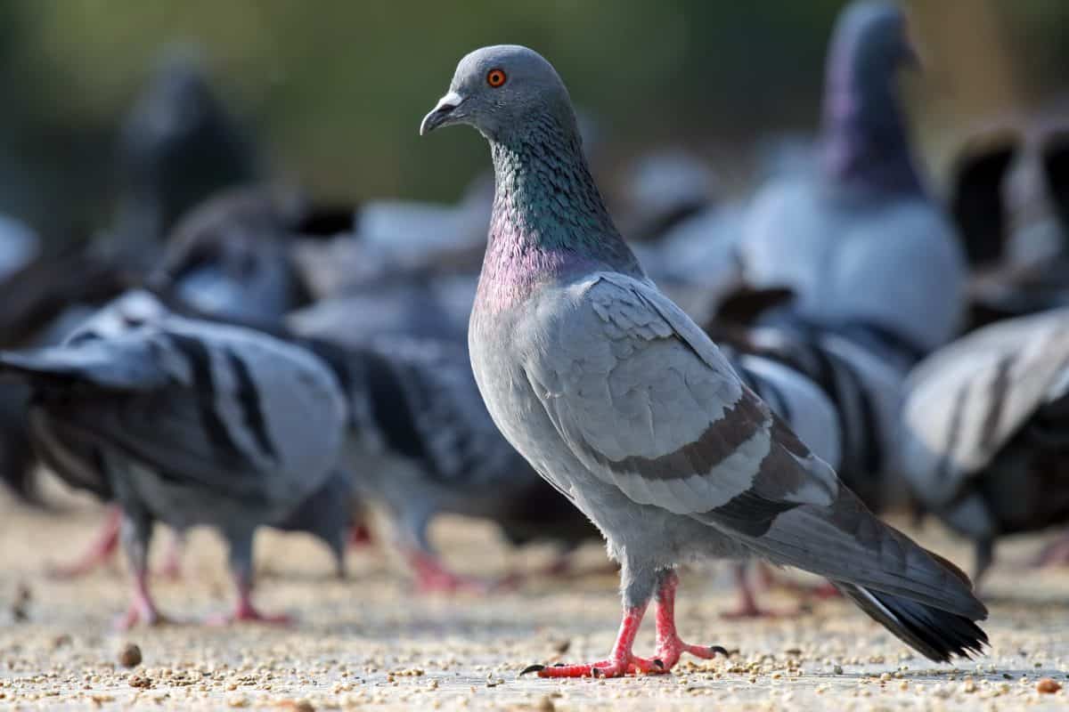 Bird-Control-1200x800