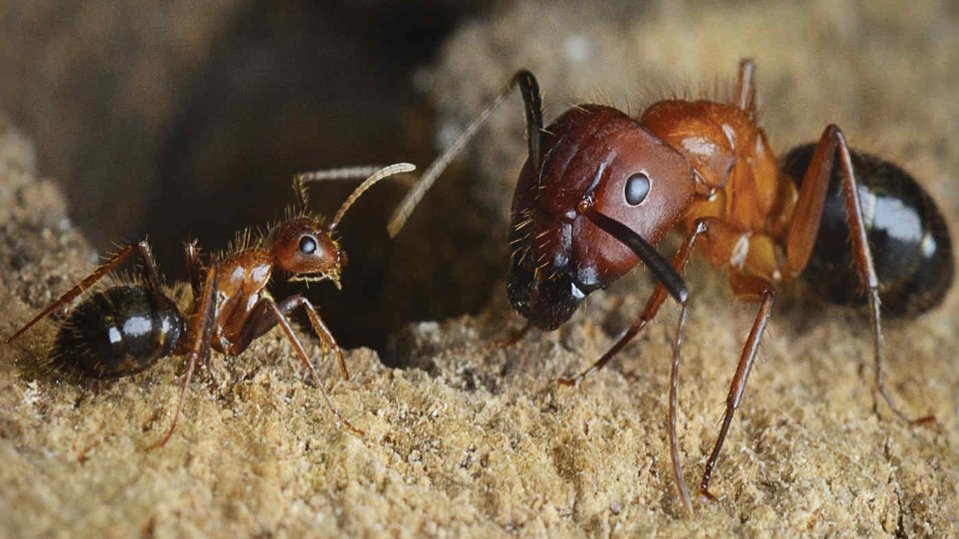 ants control