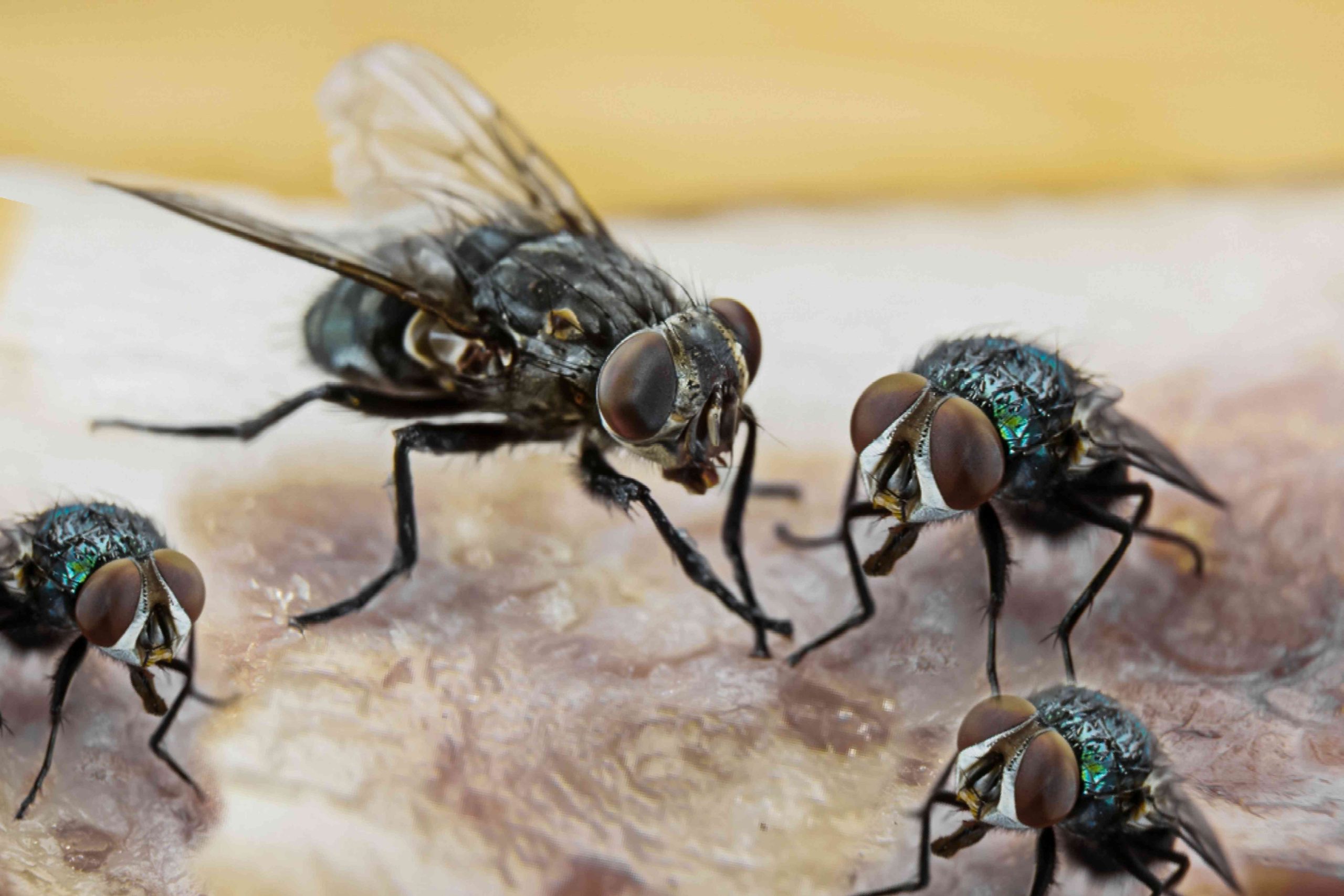 how-to-get-rid-of-flies-1389068-01-834a59e9bbbe4336973c9faf5c2d7ff5